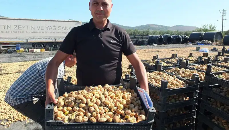 Balıkesir'de Hasat Dönemi: Çin ve Rusya'ya İhracat İle Ekonomi Canlanıyor