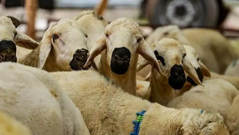2025 Kurban Bayramı: Kurban Kesiminde Bilinmesi Gerekenler