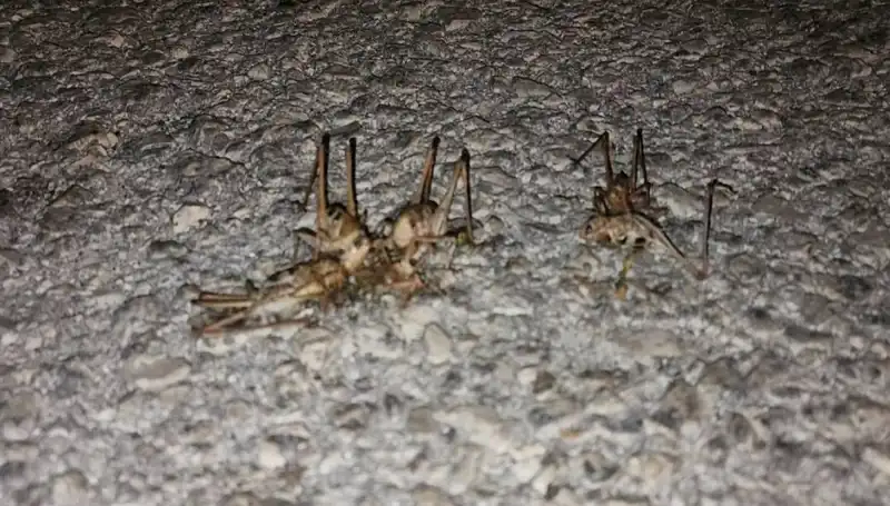 Yüzlerce Çekirgenin Yolu İstila Etmesi: Ne Yapmalıyız?