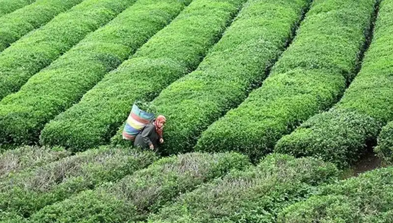 ÇAYKUR Bayramda da Yaş Çay Alımına Devam Ediyor: Çiftçileri Sevindiren Karar