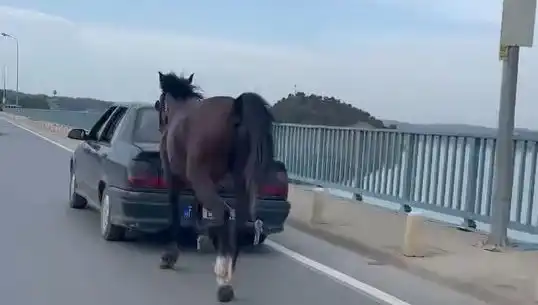 Adana’da Şok Eziyet Olayı: Ata Kötü Muamele Yapana Tutuklama