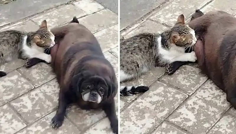 Erzurum Sokaklarında Yürekleri Isıtan Bir An: Köpek ve Kedi Dostluğu