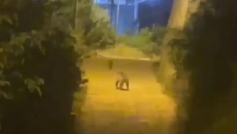 Gümüşhane'de Şehir Merkezine İnen Ayı: Panic ve Merak Bir Arada