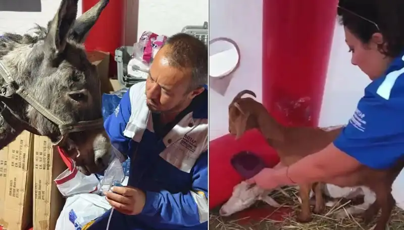 Yangından Etkilenen Eşeğe Yapılan Oksijen Maskeli Tedavi Dikkat Çekti