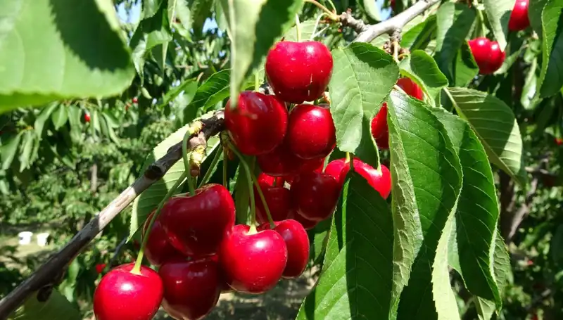 Çay Vaktinin Heyecanı: Çay Hasadı Başladı, İlk İlgiler Elde!