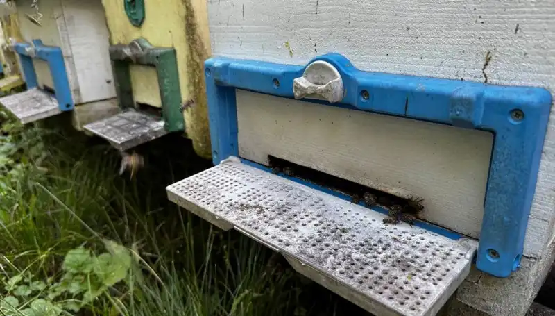 Dedesinin Nasihatiyle Başlayan Girişimci, 1 Ton Üretimi Hedefliyor