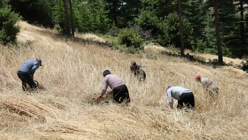 Teknolojiye Rağmen Geleneksel Hasat: Ellik ve Orakla Tarla Zamanı