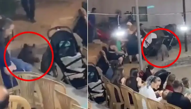 Düğün Törenine Yaban Domuzu Baskını: Panik Anları