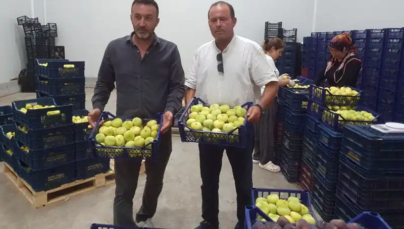 Mersinli Çiftçilerin Yüzünü Güldüren Yeni İhraç Fırsatı: Tanesi 20 TL!