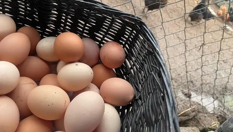 Okulların Açılması ile Dünyanın En Ucuz Proteini: Nasıl Faydalanmalıyız?