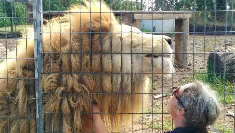 Avustralya'da Aslan Saldırısı: Kafes İçinden Kolunu Kaptı!