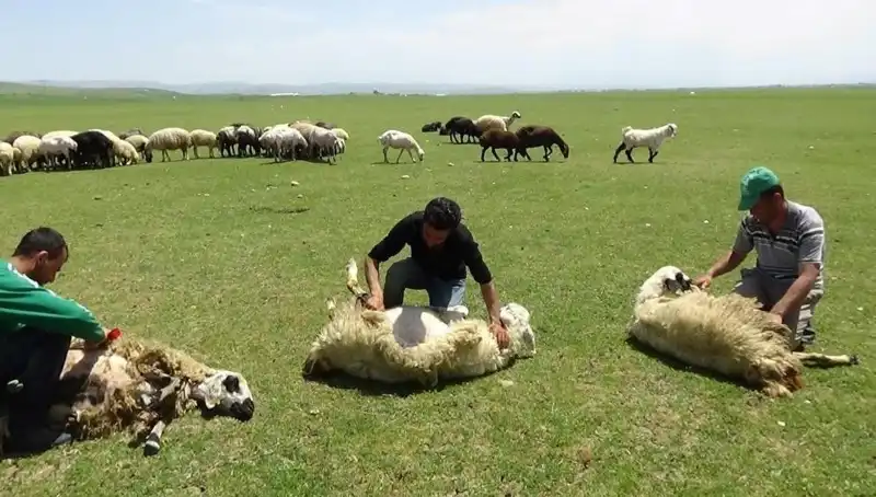 3 Bin 370 Rakımda Koyun Kırkma Sezonu Başladı: Dağların Yarısı Fıstığı Olacak!