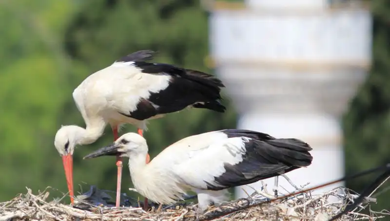 Yaren Leyleği Kıskandıracak: Leylek Köyü'nde 8 Kat Daha Fazla Yuva Var!
