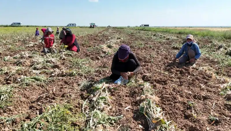 Antibiyotik Hasadında Yeni Dönem: Rusya, Almanya ve İspanya’ya Dikkat!
