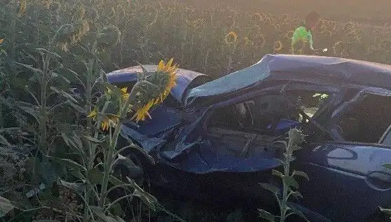 Otomobil Ayçiçeği Tarlasına Devrildi: Yaralılar ve Olayın Detayları
