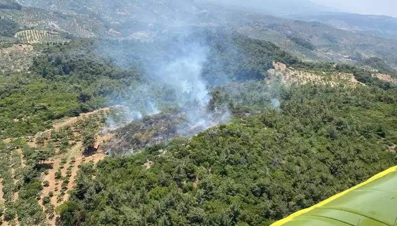 Aydın'da Dehşet Verici Orman Yangını: Doğa ve Hayvanlar Tehlikede