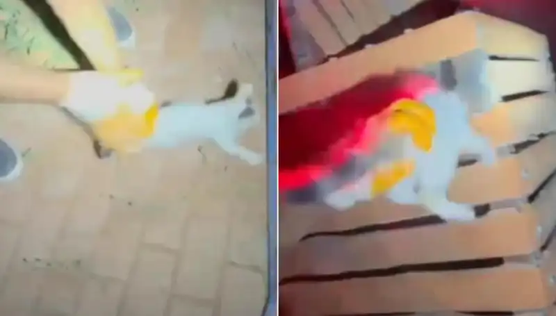 Gece Yarısı İtfaiye Ekibi Kedi Kurtarma Operasyonuna Koştu!