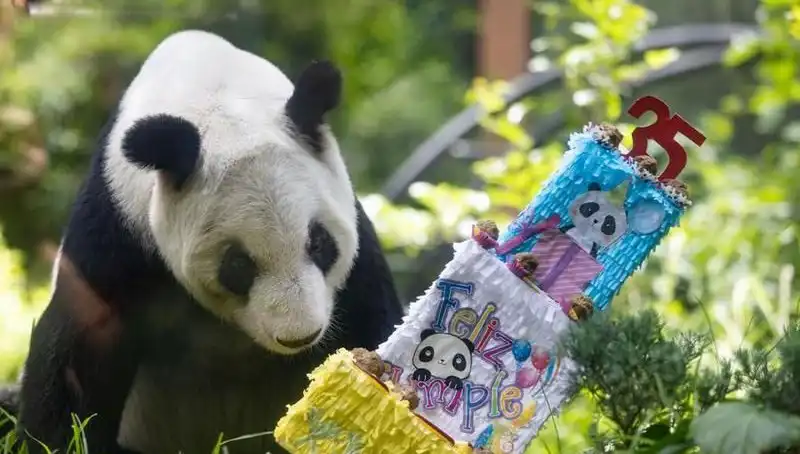 Dev Panda Xin Xin'in 35'inci Yaş Günü Kutlaması: Doğanın Sevimli Yüzü