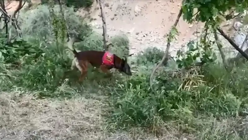 Dere Kenarındaki Esrar: Dedektör Köpekler Gizemi Ortaya Çıkardı