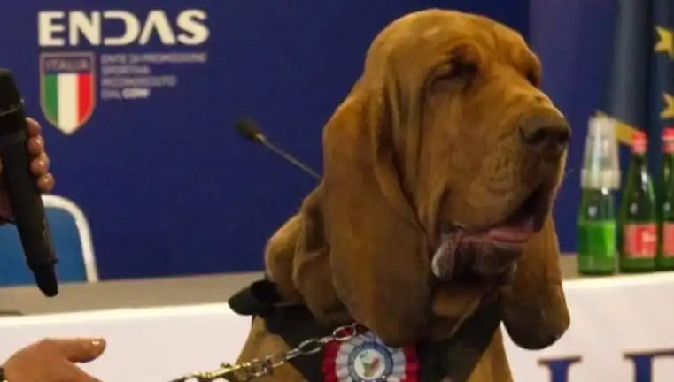 Arama Köpeğine Şok Edici Saldırı: Çivili Sosisle Öldürüldü