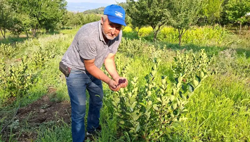 3 Yıl Önce Deneme Amacıyla Ektiği Bitki, Bu yıl İlk Meyvelerini Verdi!