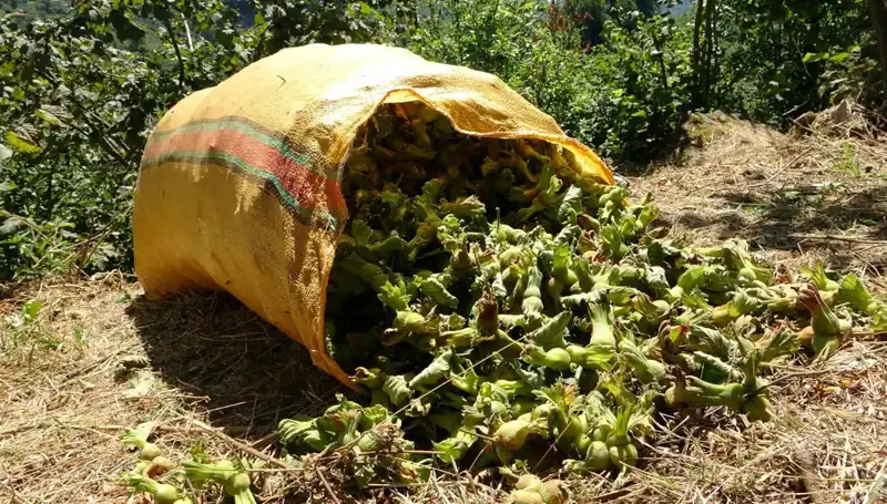 Giresun'da Fındık Hasadı Başladı: Bu Yıl Ne Bekleniyor?