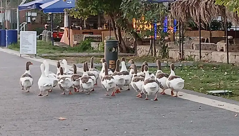 Denizde Yüzme Keyfi: Kazların Trajik Hikayesi ve Ölüm Sebepleri