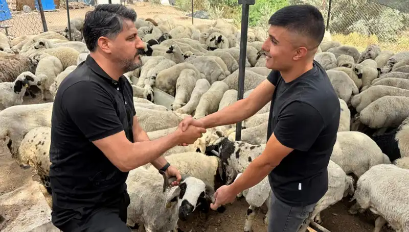 Kurbanlık Alırken Dikkat! Tuz ve Sumak Koyunları Nasıl Şişkin Gösteriyor?