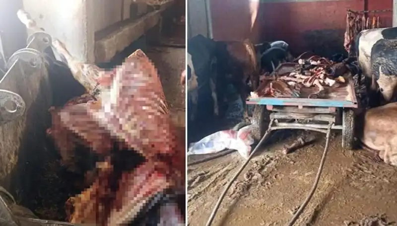Adana'da Şok Olay: 2,5 Ton At Eti Ele Geçirildi, 4 At Kurtarıldı!