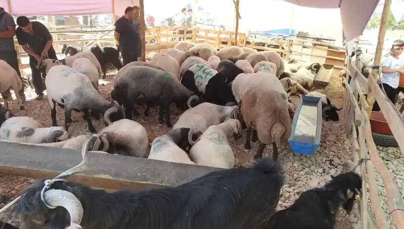 Kurban Bayramı'nda Hayvan Pazarları Canlandı: Vatandaşlar Akın Etti