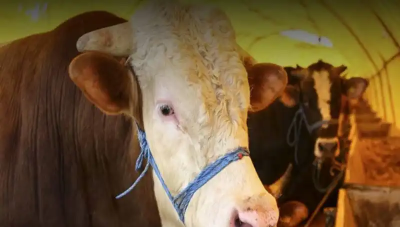 Akika Kurban Nedir? Önemi ve Kesim Zamanı Hakkında Bilgiler
