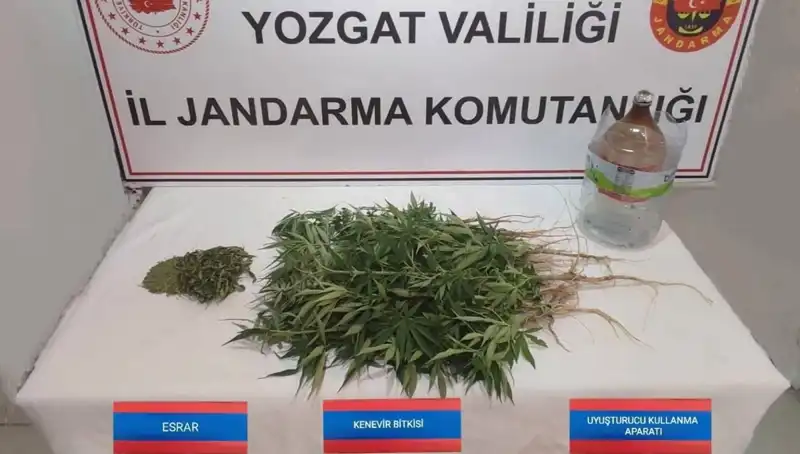 Yozgat'ta 40 Kök Kenevir Ele Geçirildi: Uyuşturucu ile Mücadelede Son Gelişmeler