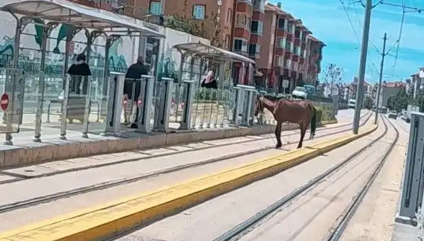 Eskişehir Tramvay Raylarında Başlı Başına Bir At: Şaşkınlık Yaratan Olay