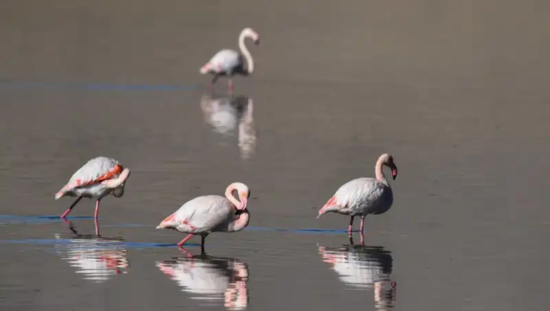 Kuraklıkla Savaşan Flamingolar: Kuş Cennetinde Azalan Hayat