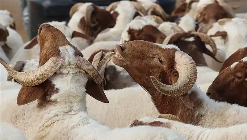Akika Kurbanı Nedir? Kesimi, Yenmesi ve Dinen Geçerliliği Hakkında Bilgiler