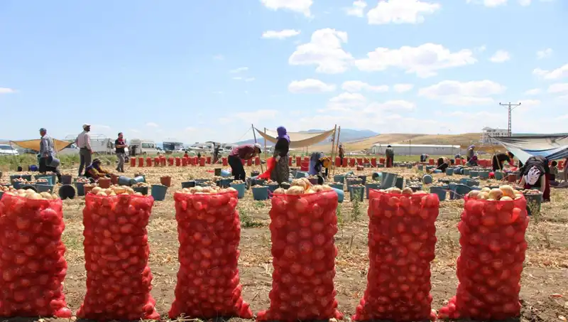 Amasya Elması: Avrupa ve Rusya’ya İhraç Edilen "Elma Kadar Tatlı" Lezzet