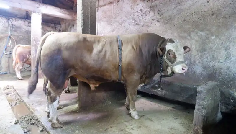 Gıda Dünyasında Şok! 1 Ton 200 Kilo Ürün Alıcısını Buldu